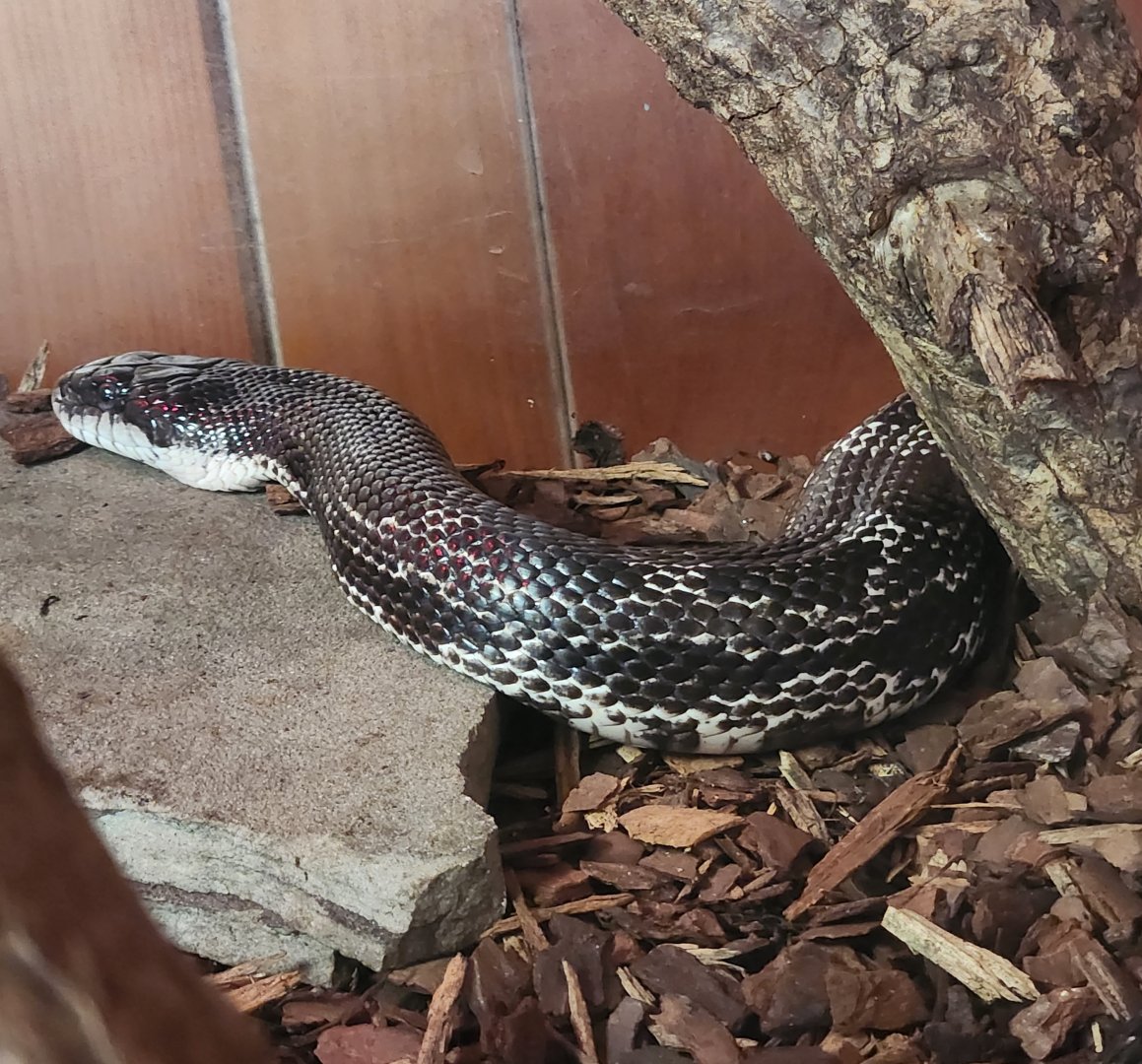 Bear Hollow Zoo - Elaphe obsoleta