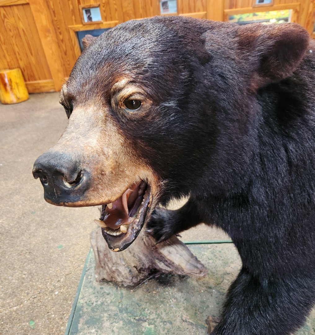 Bear Hollow Zoo - "The Hollow Bear"