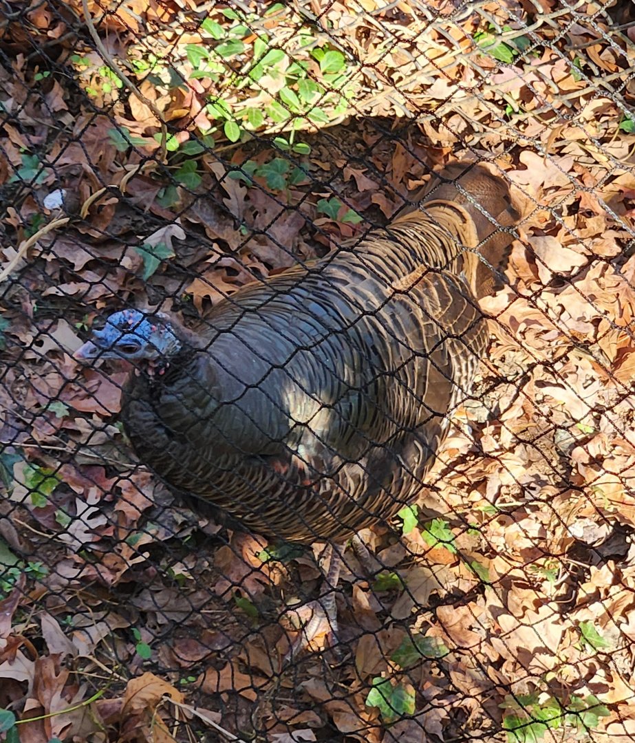 Bear Hollow Zoo - Wild Turkey