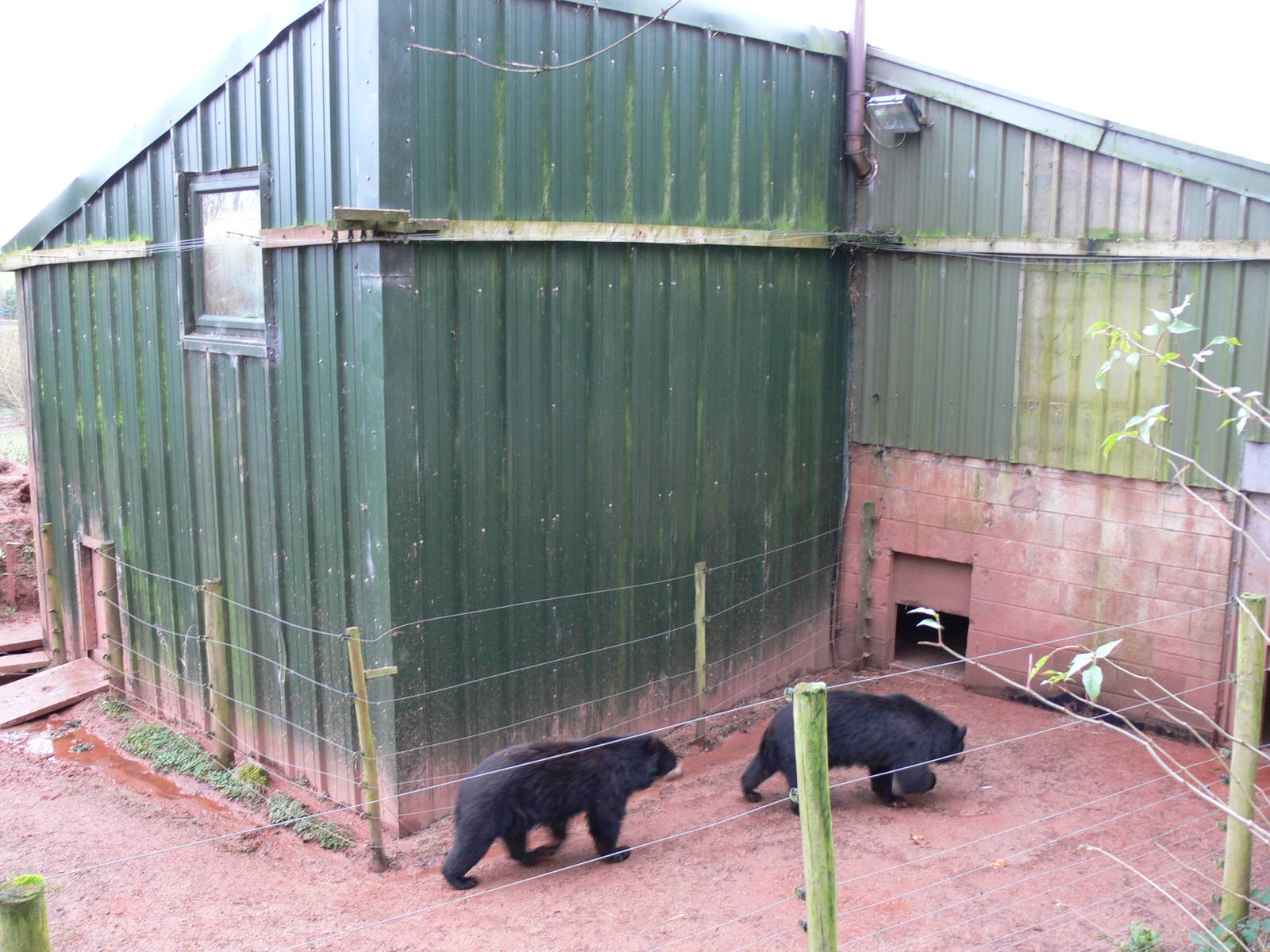 Bear House at South Lakes WAP, 24/11/12