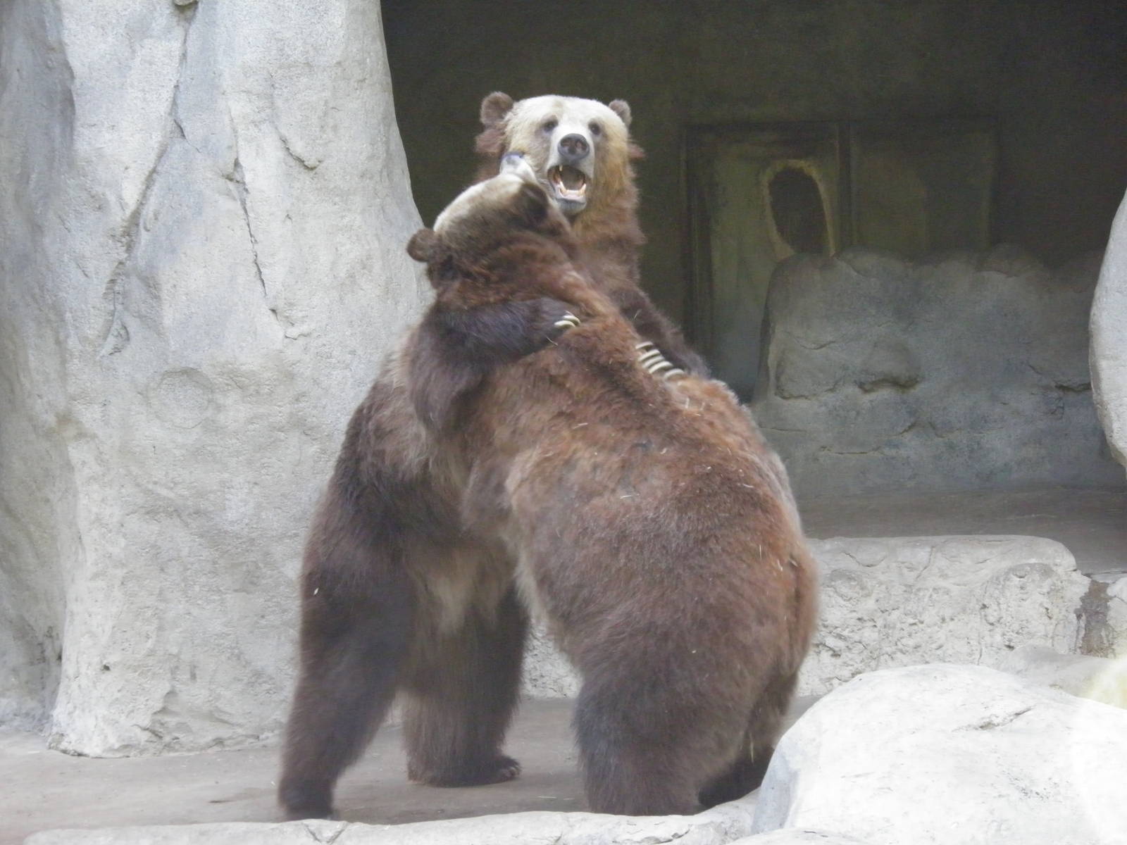 Bear Hugs!