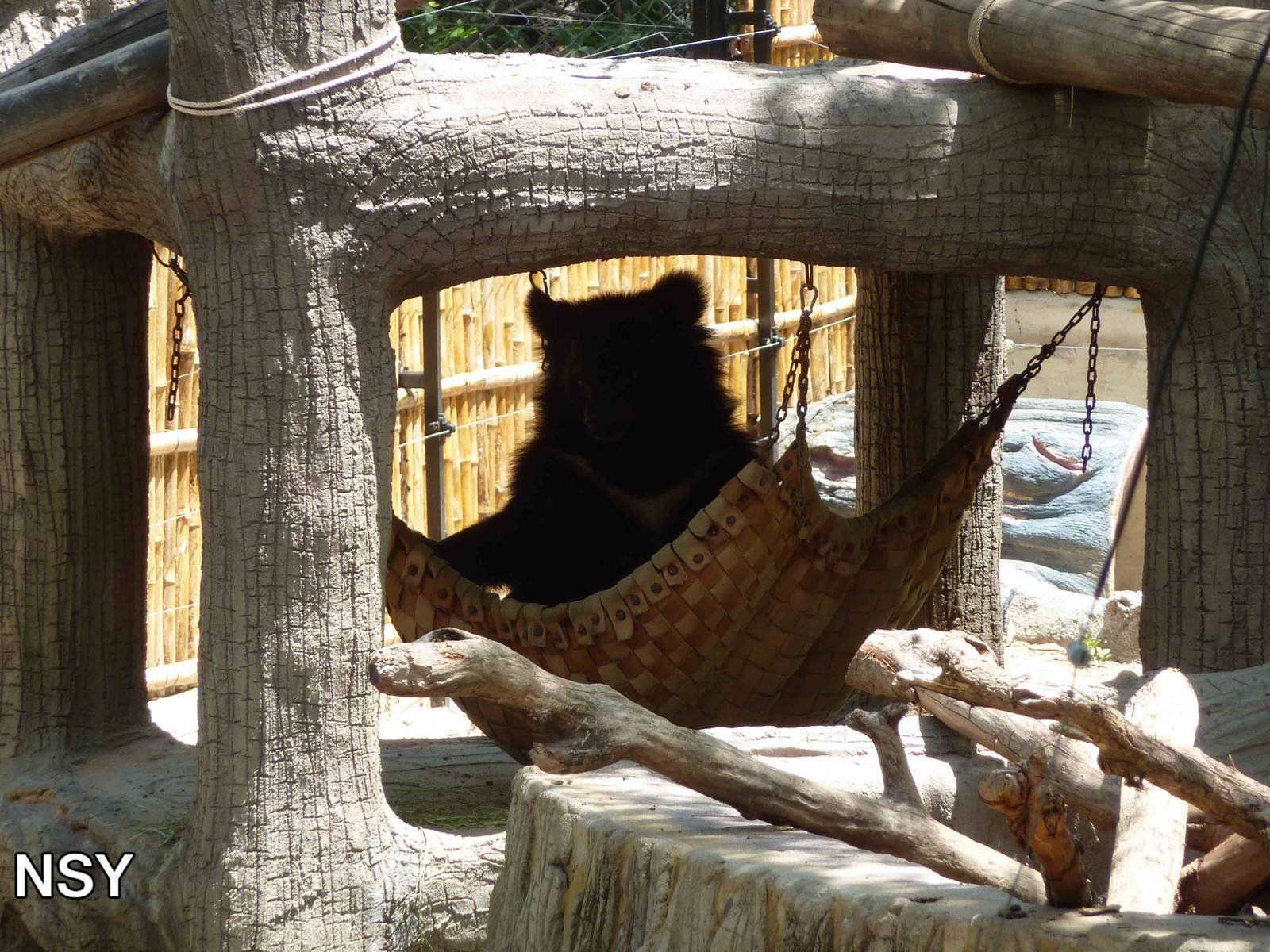 Bear in a hammock, May 2013.
