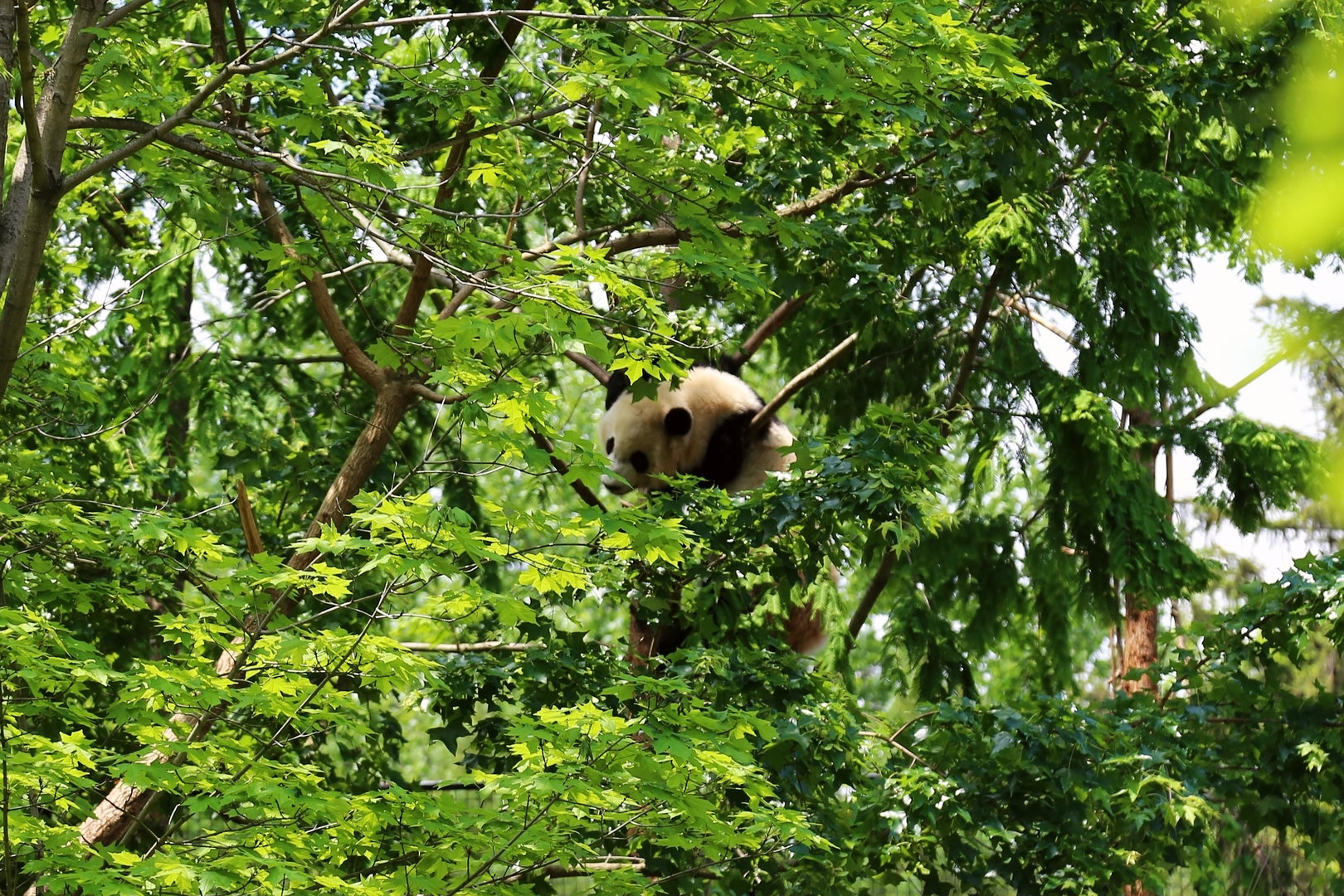 Bear in Tree I