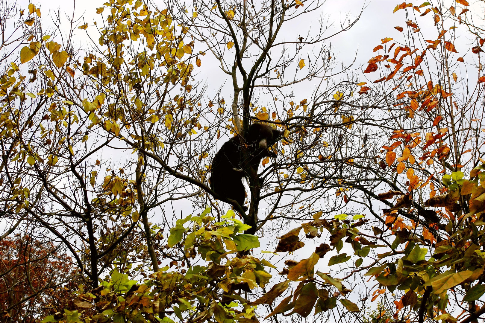 Bear in Tree III