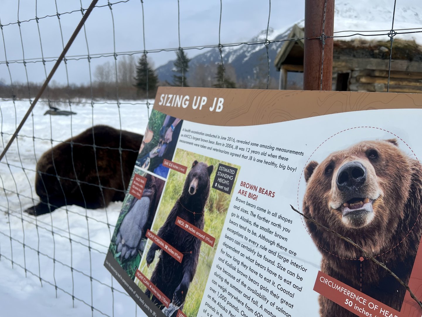 Bear Information Sign