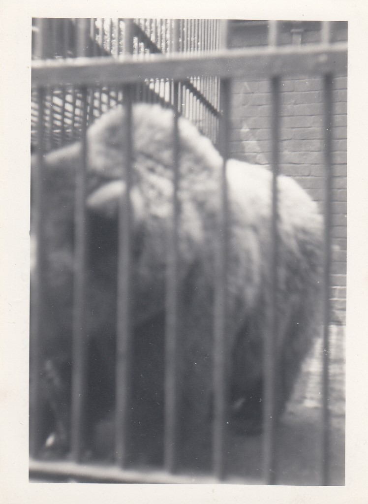 Bear, July 1955