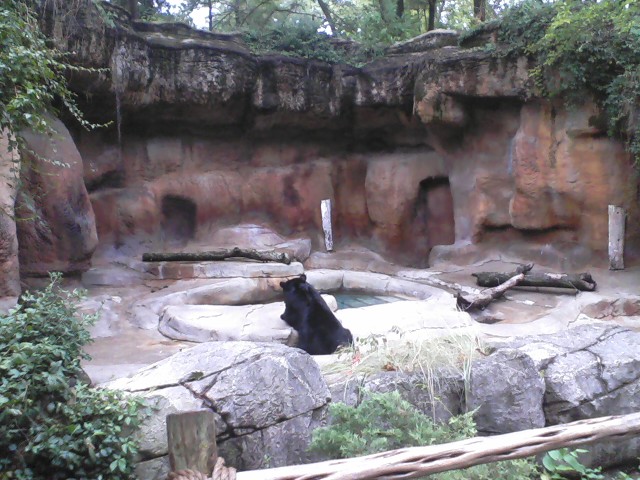 Bear Line- American Black Bear exhibit