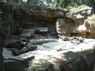 Bear Line- Spectaceled Bear exhibit