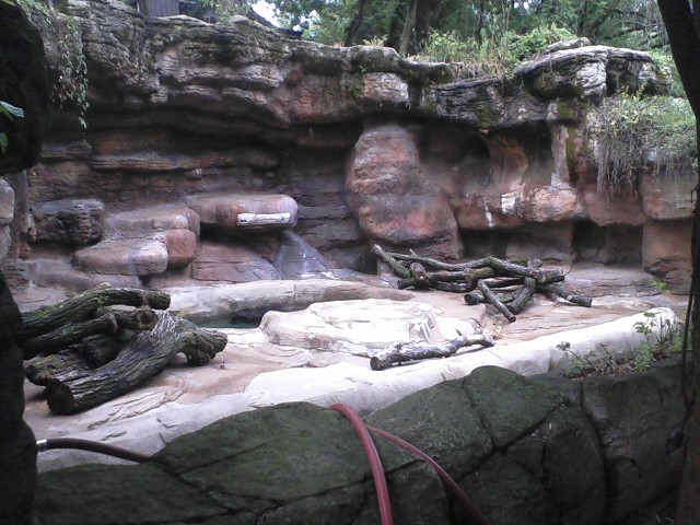 Bear Line- Spectaceled Bear exhibit