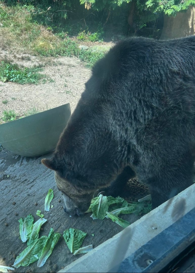 Bear Lunch (7/12/25)