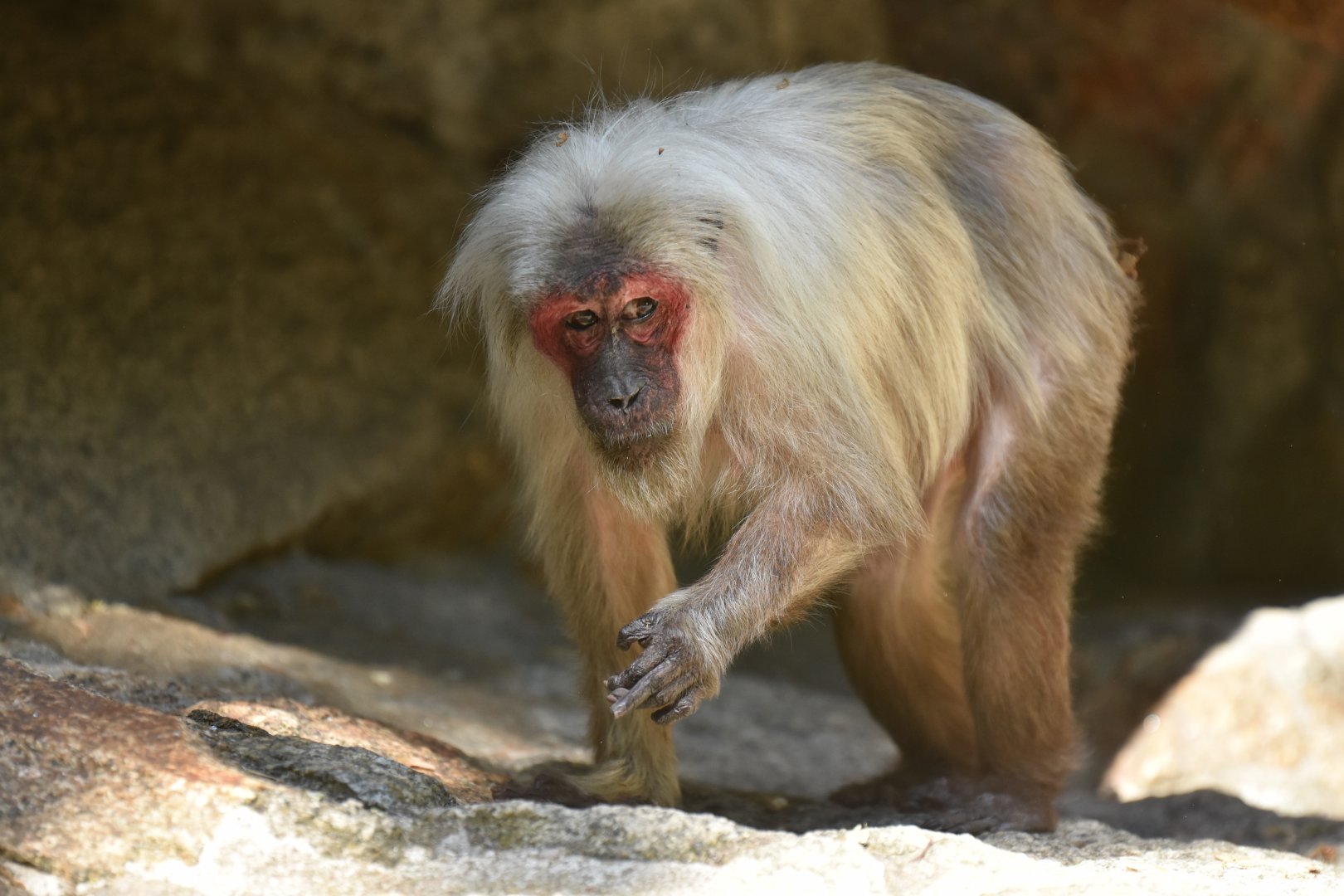 Bear macaque (Macaca arctoides)