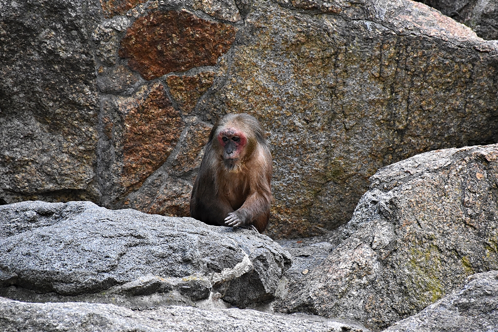Bear macaque