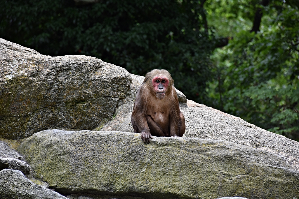 Bear macaque