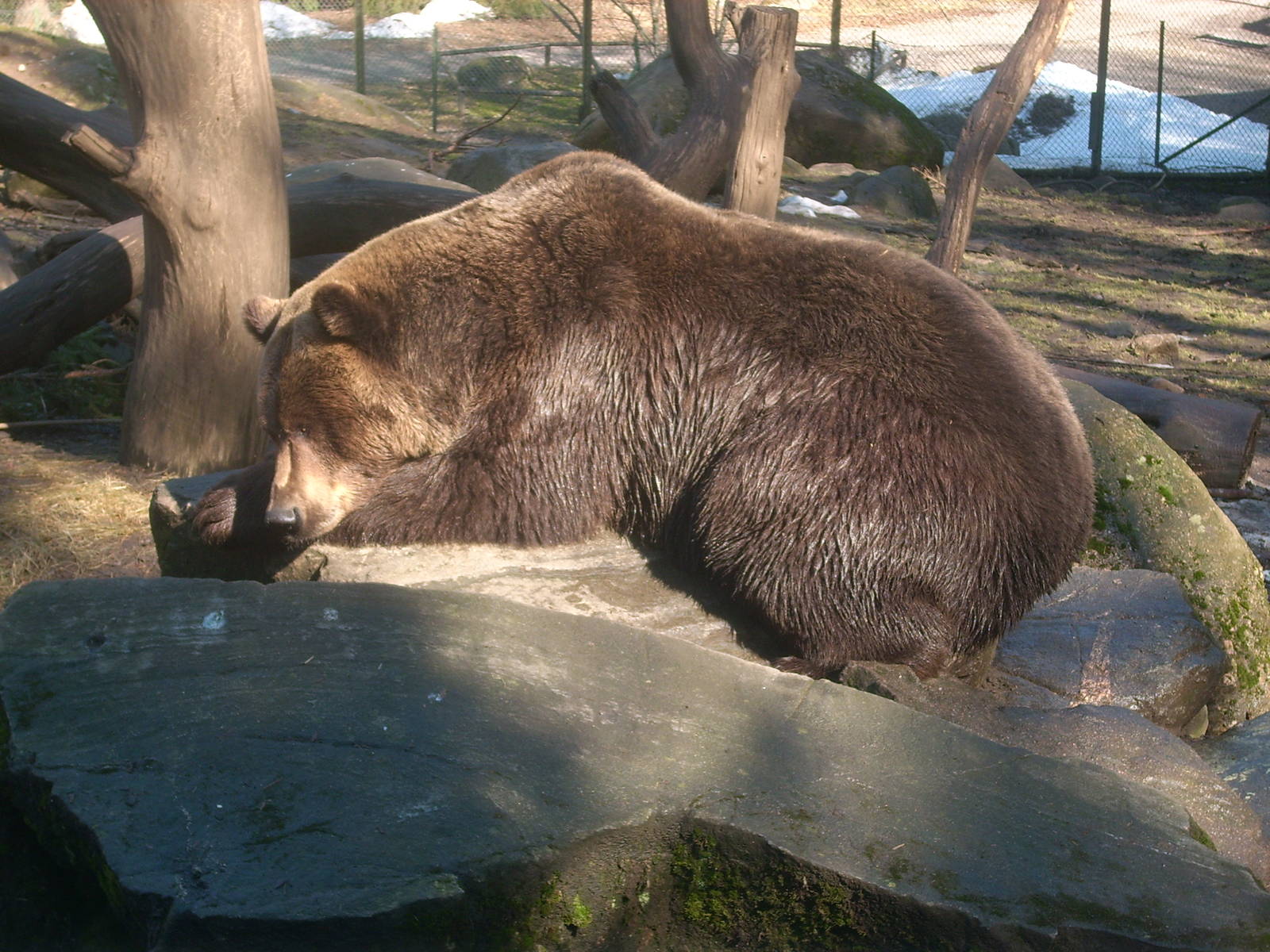 Bear male
