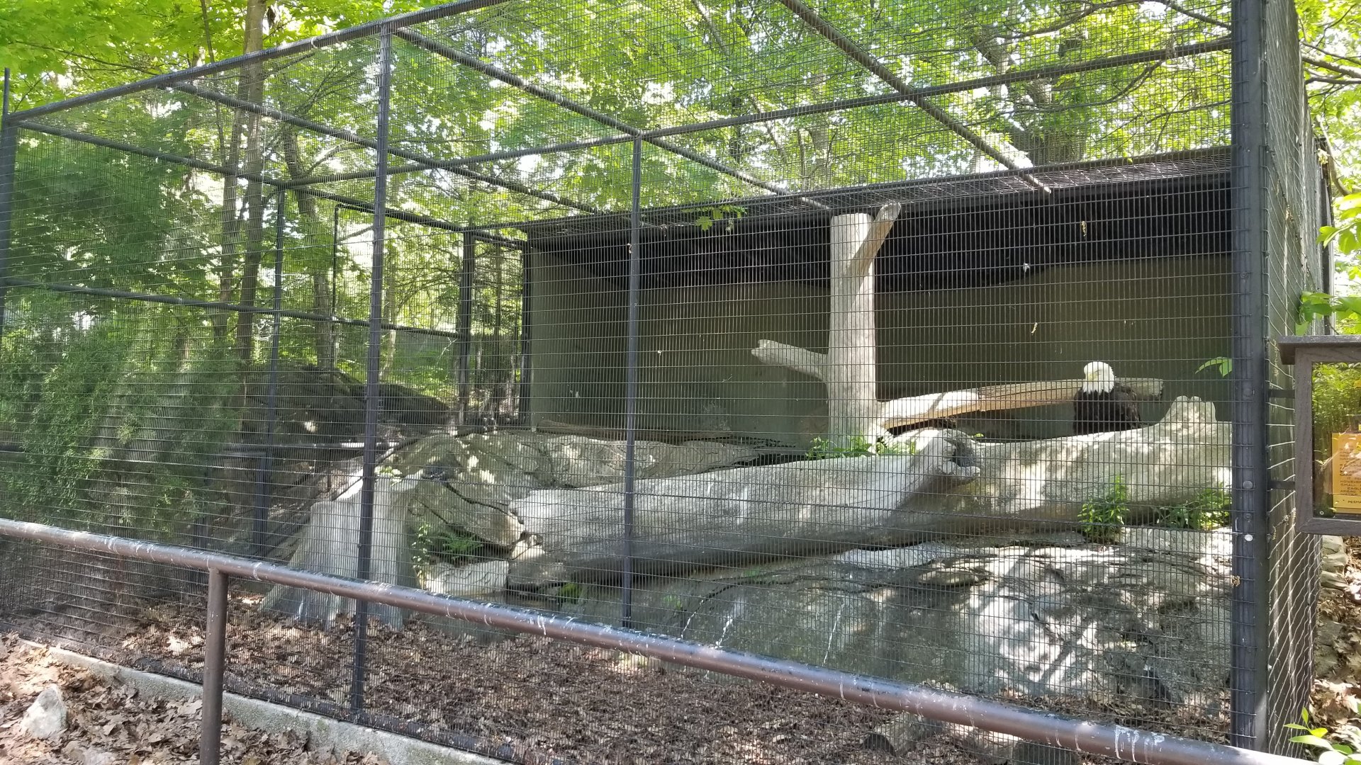 Bear Mountain - Bald eagle