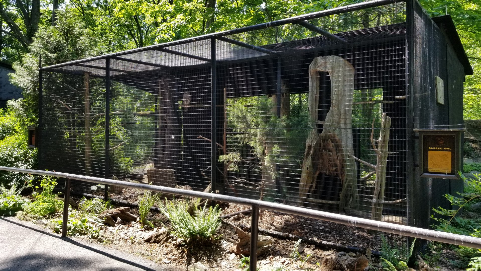 Bear Mountain - Barred owls
