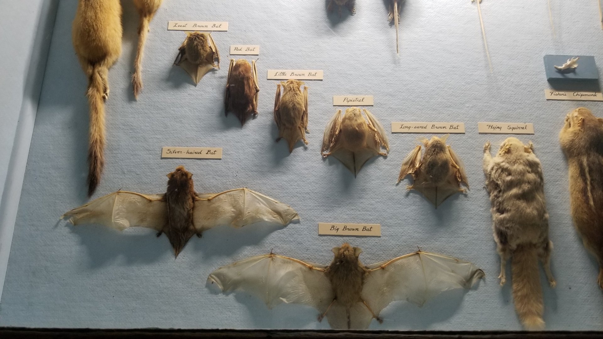 Bear Mountain - Bats