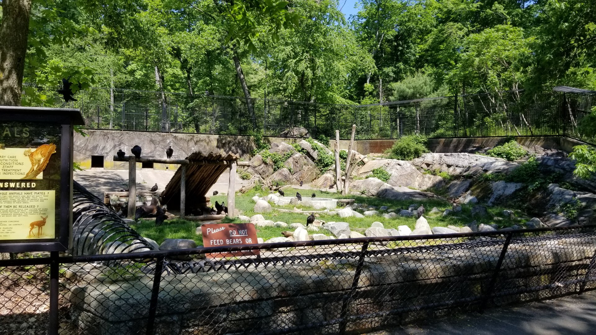 Bear Mountain - Black bears