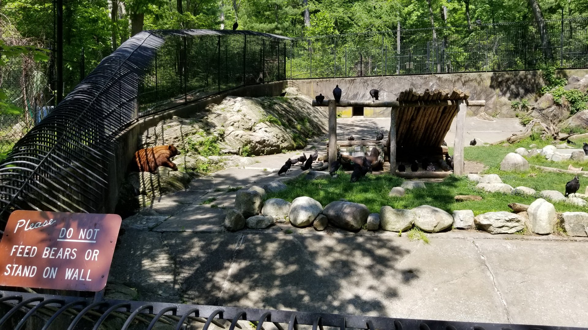 Bear Mountain - Black bears