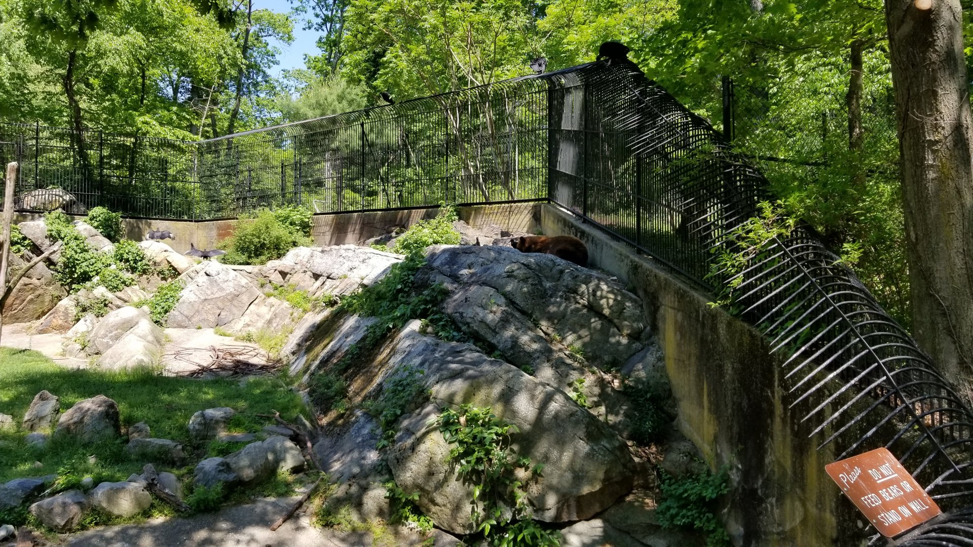 Bear Mountain - Black bears