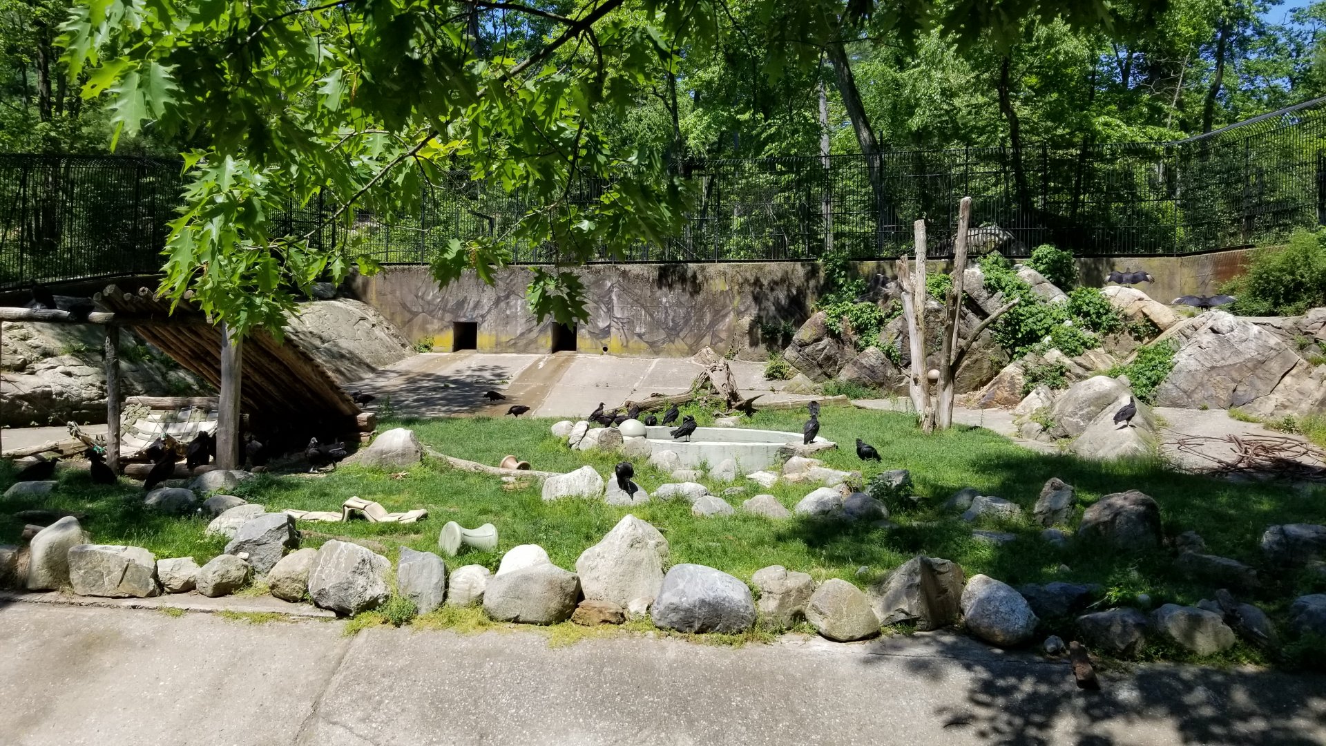 Bear Mountain - Black bears