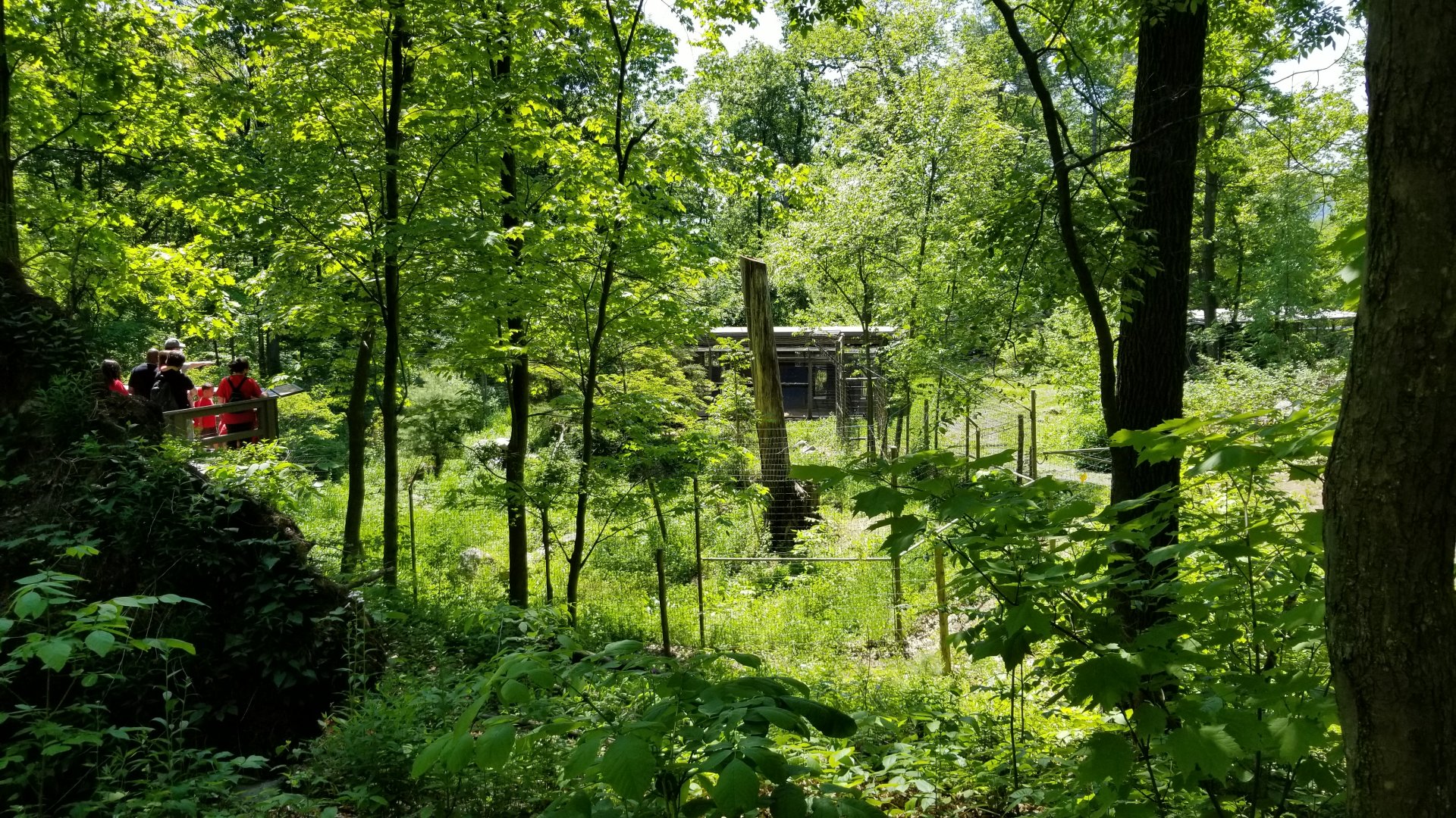 Bear Mountain - Coyotes