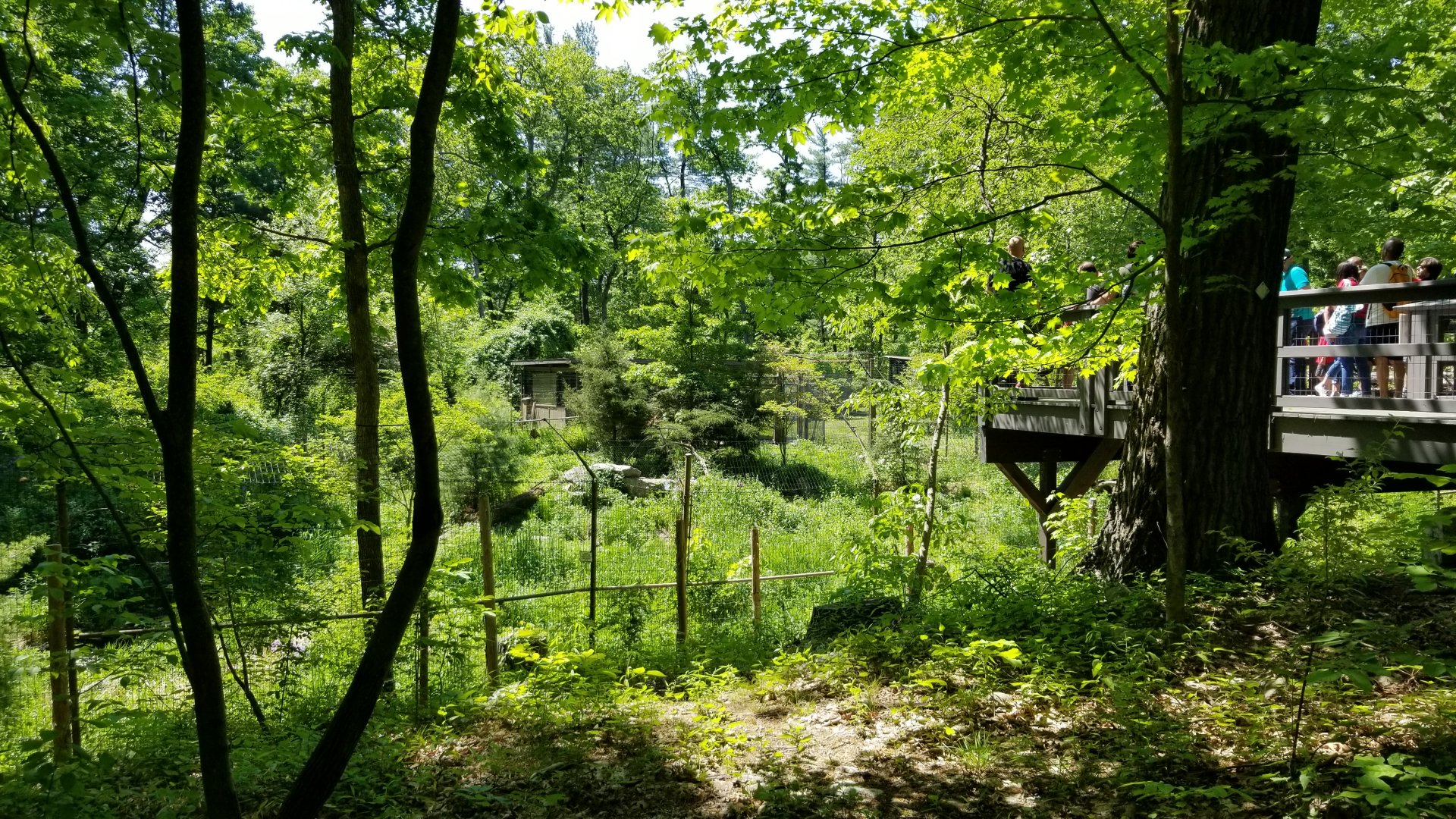 Bear Mountain - Coyotes