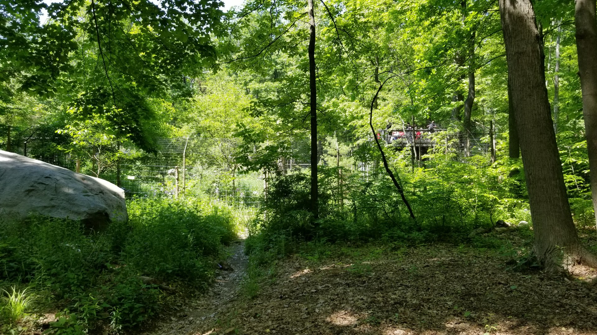 Bear Mountain - Coyotes