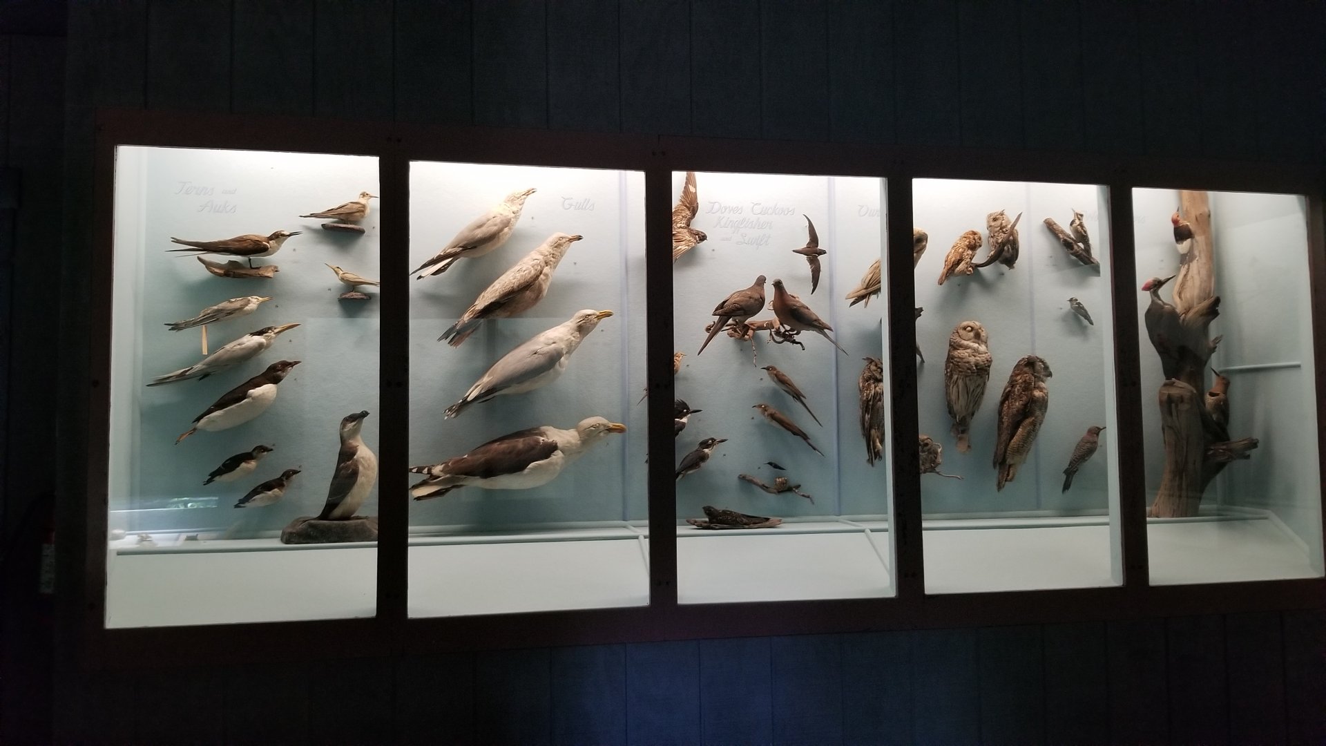 Bear Mountain - Example of bird displays