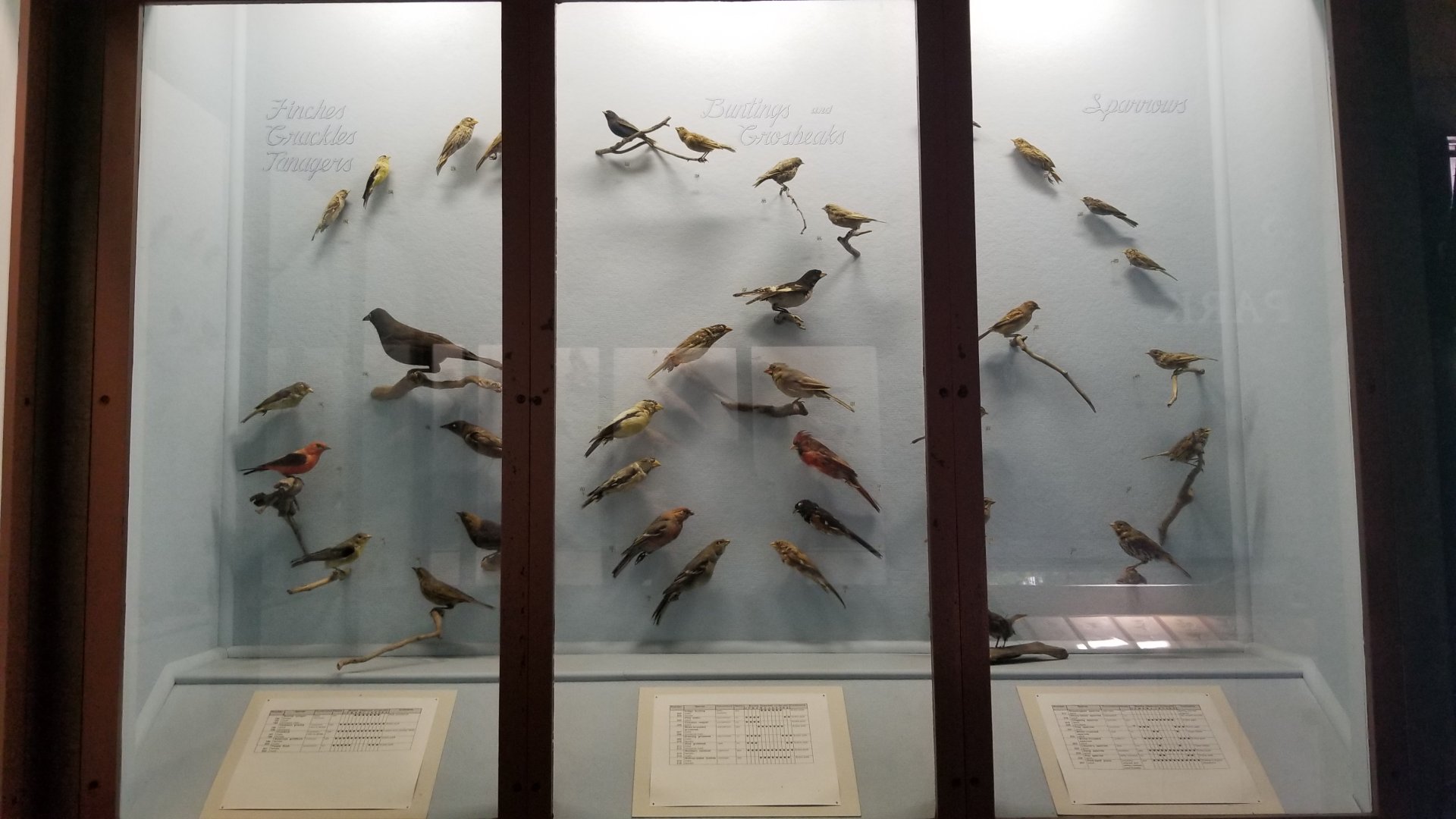 Bear Mountain - Example of bird displays
