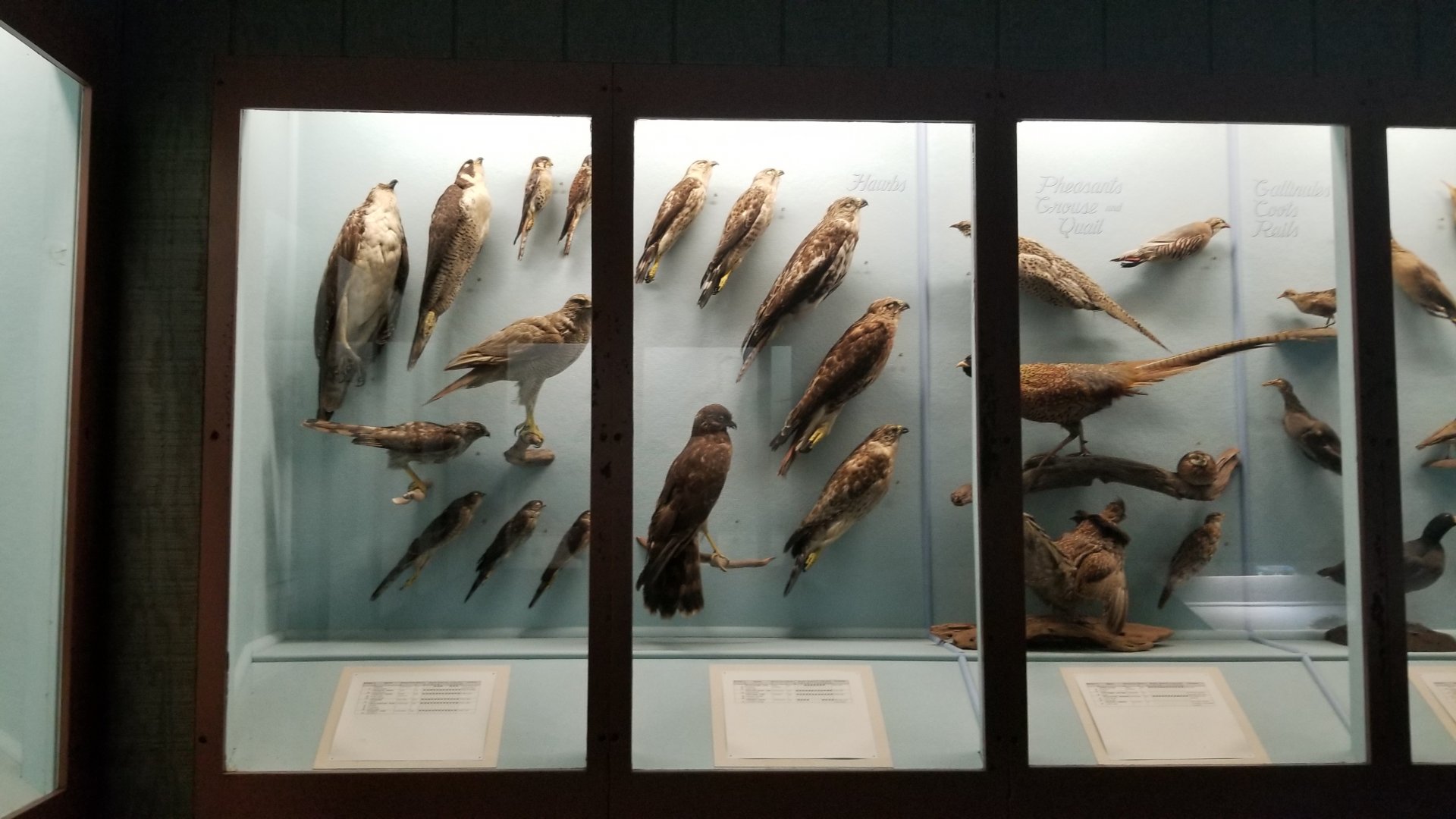 Bear Mountain - Falcons