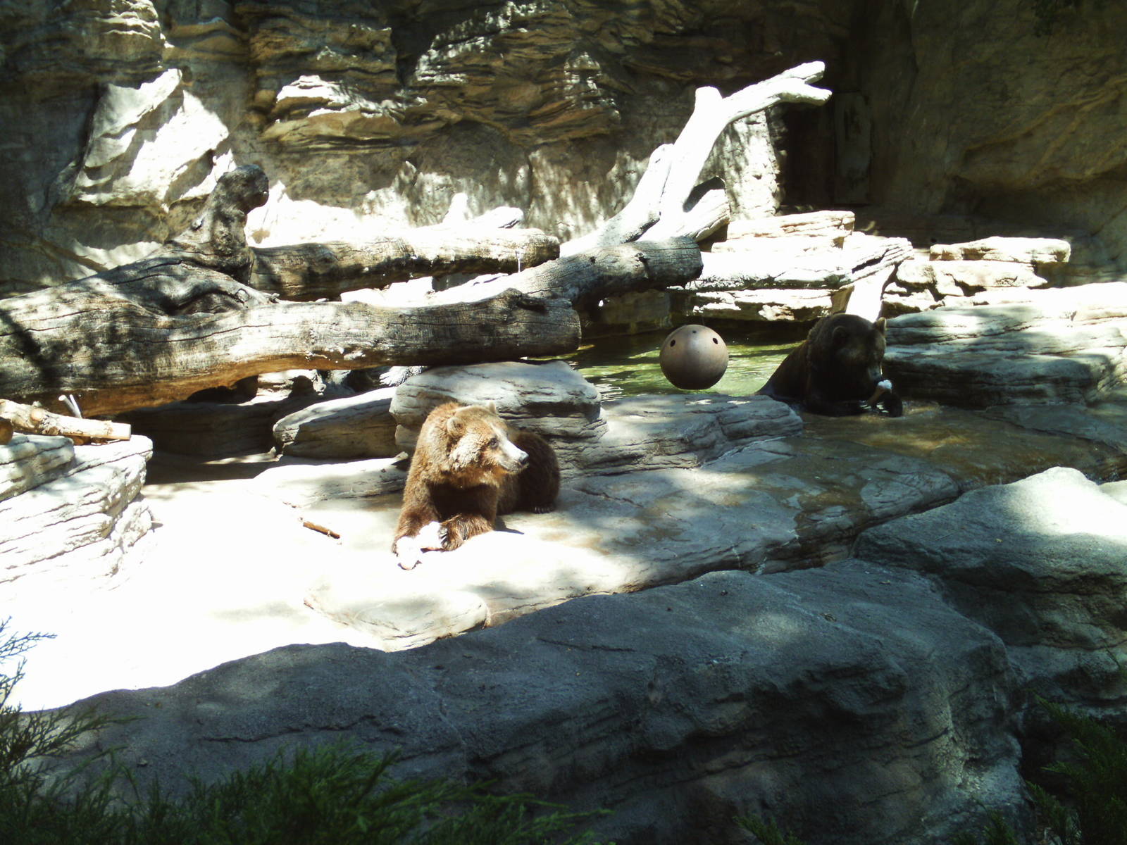 bear mountain- grizzly bear exhibit