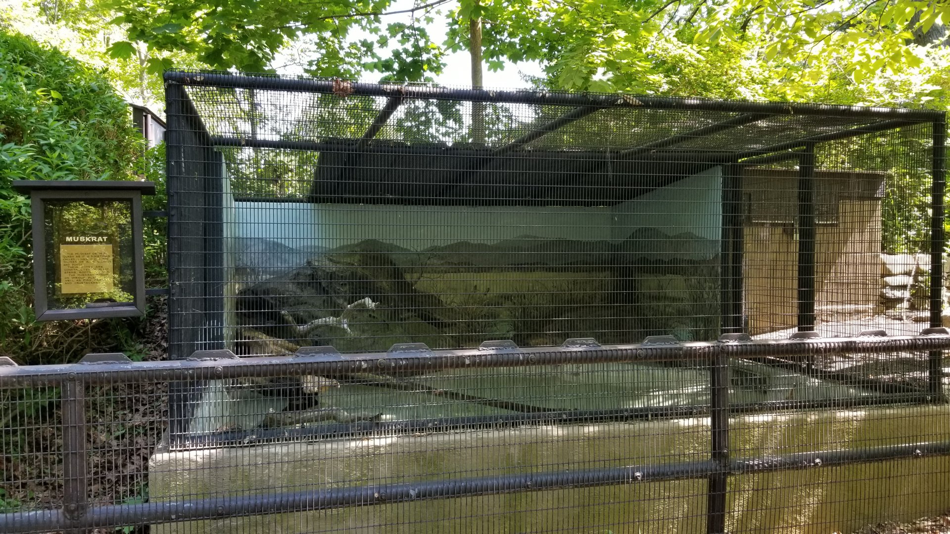 Bear Mountain - Muskrat