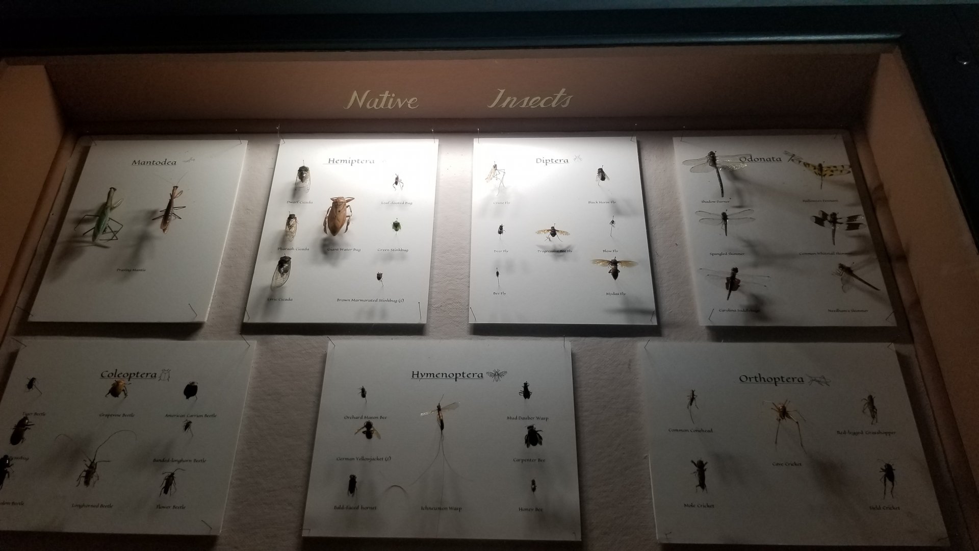 Bear Mountain - Native insects