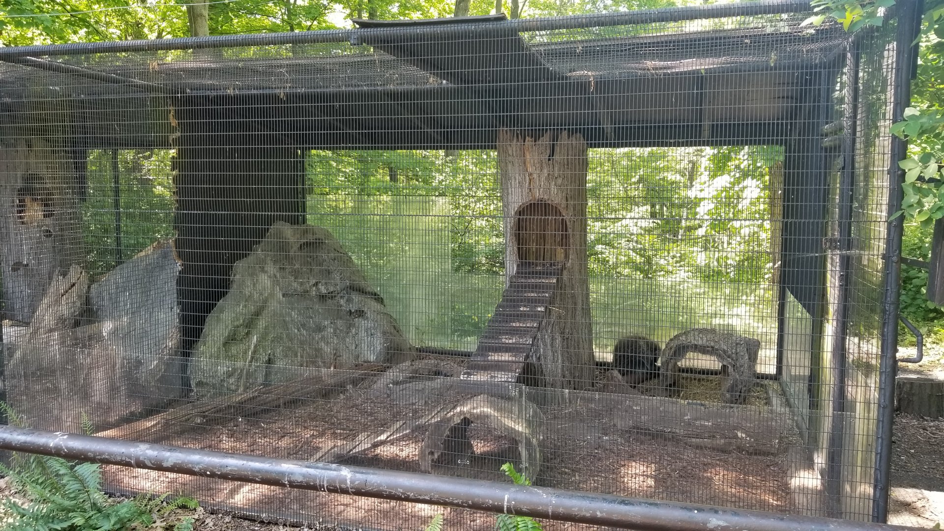 Bear Mountain - North American porcupine