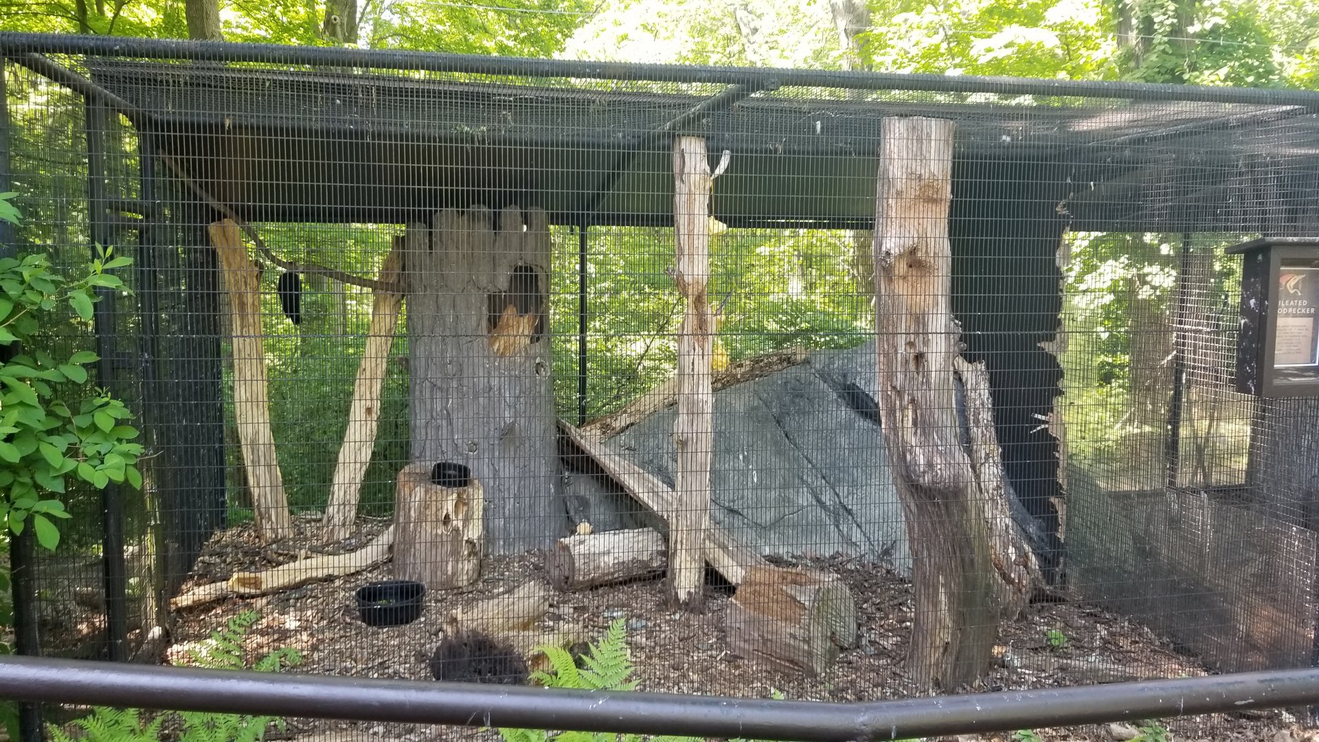 Bear Mountain - Pileated woodpecker