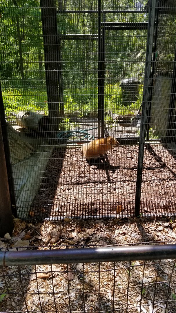 Bear Mountain - Red fox