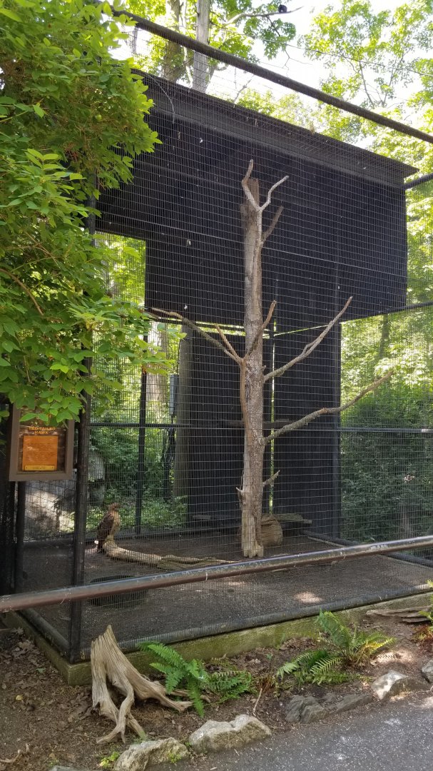 Bear Mountain - Red tailed hawk