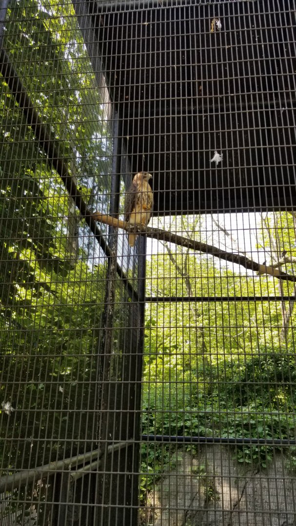Bear Mountain - Red tailed hawk