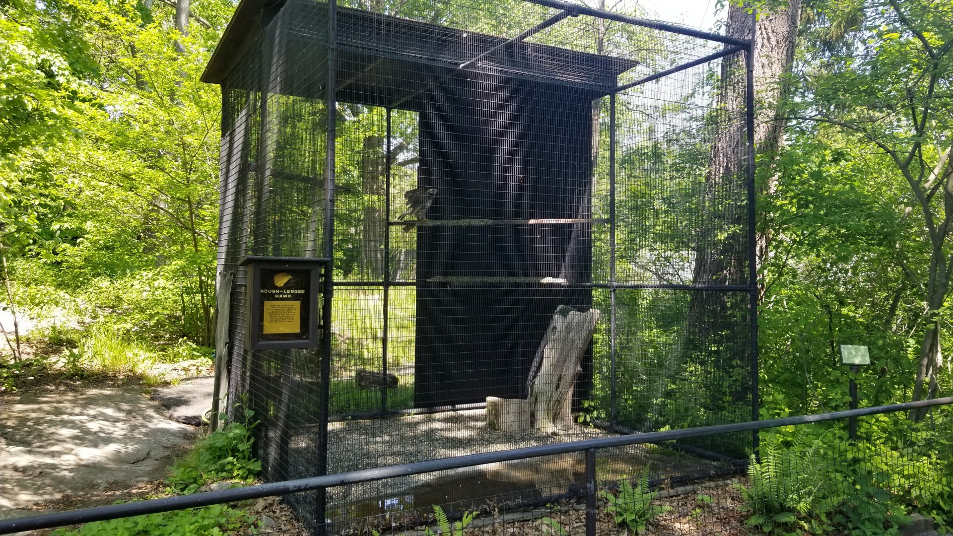 Bear Mountain - Rough-legged hawk