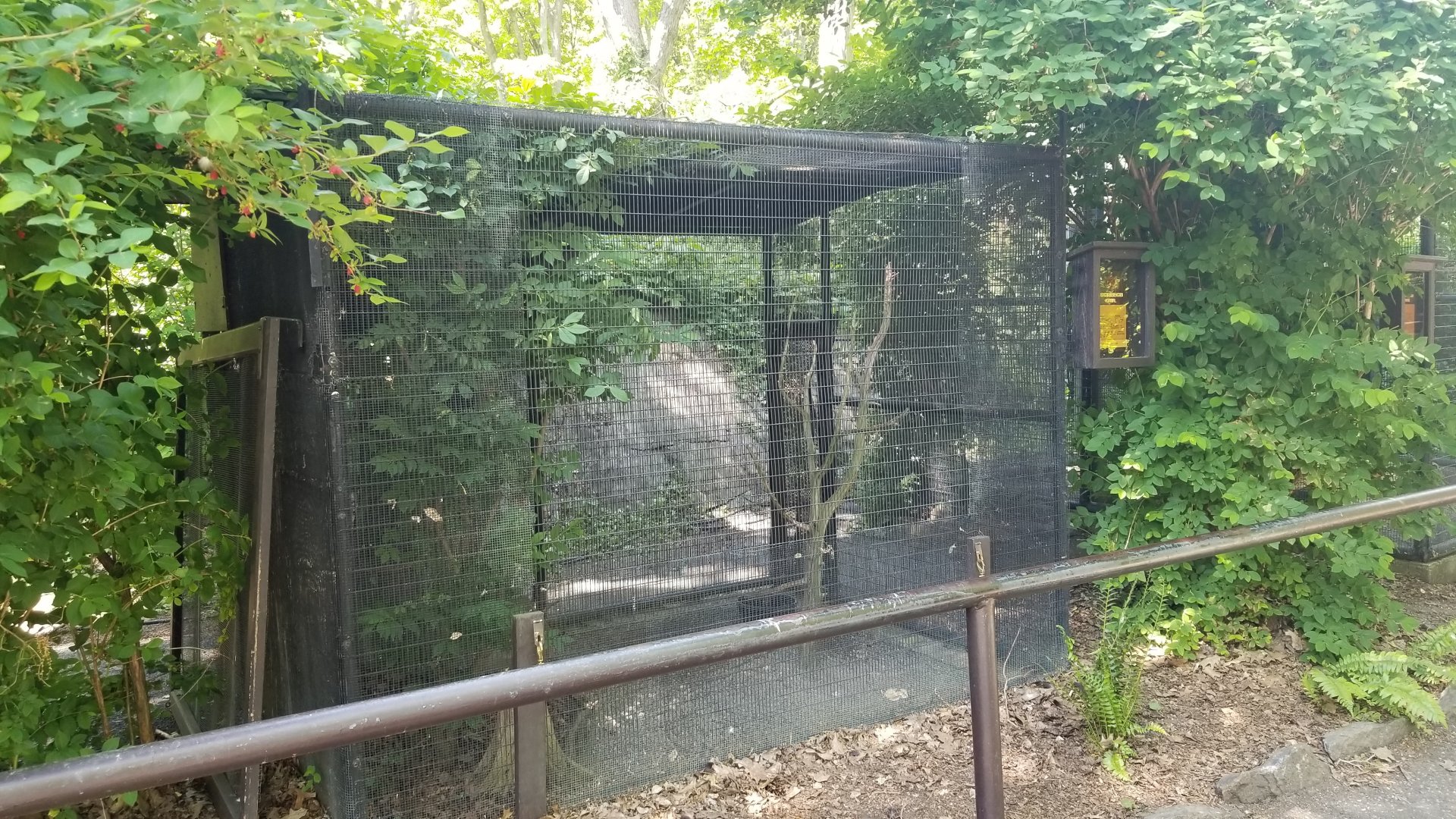 Bear Mountain - Screech owl