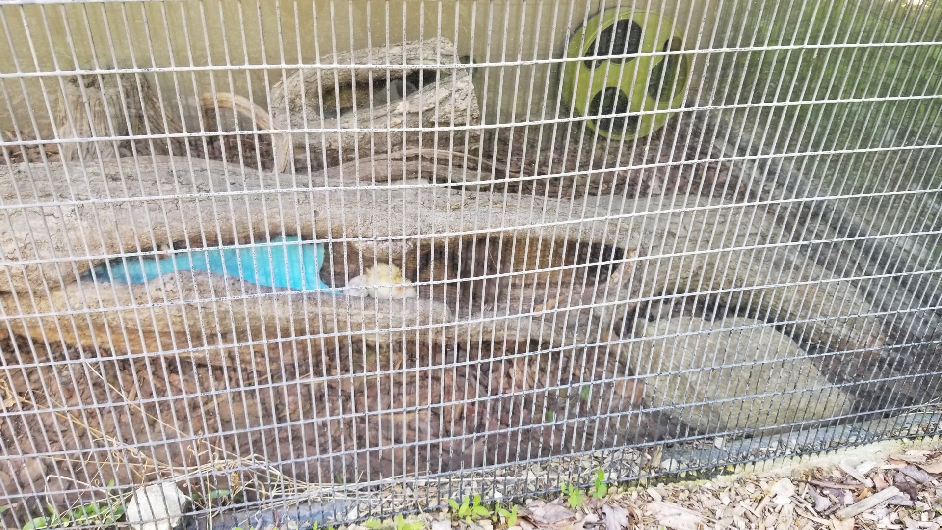 Bear Mountain - Short-tailed weasel