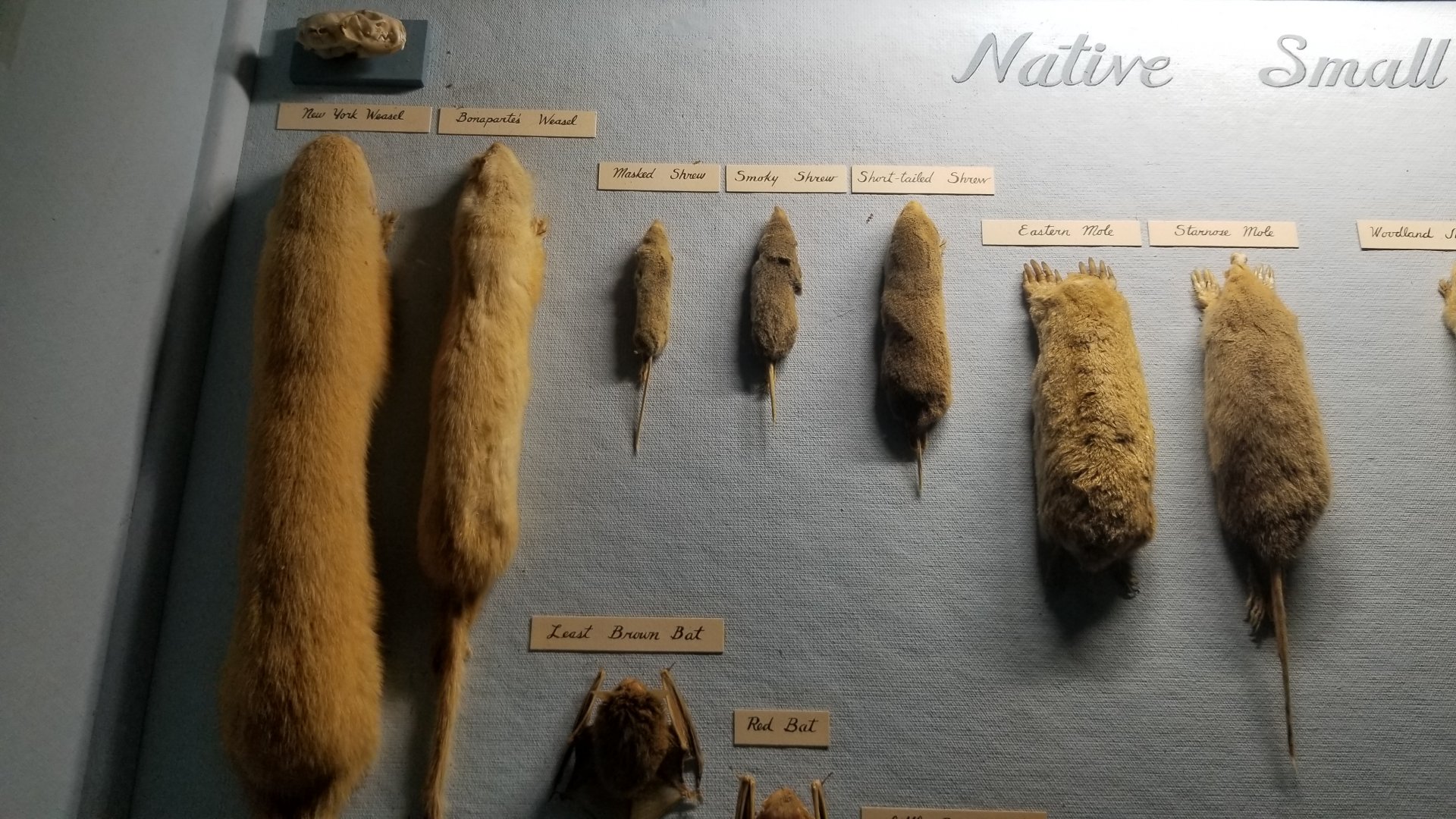 Bear Mountain - Shrews and moles