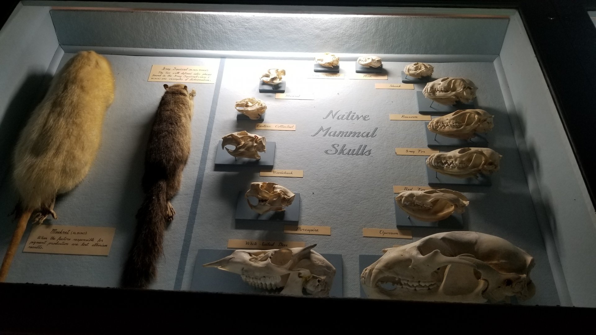 Bear Mountain - Small mammal skulls