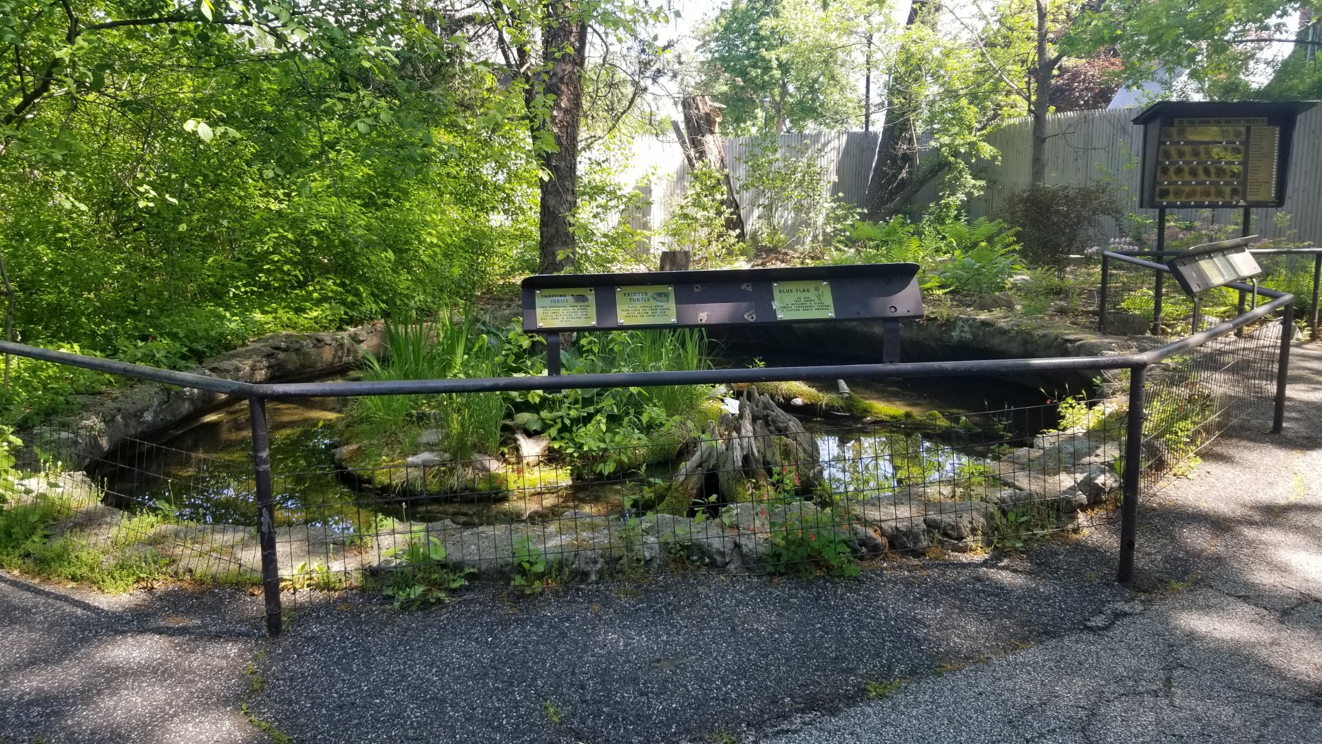 Bear Mountain - Snapping and painted turtles