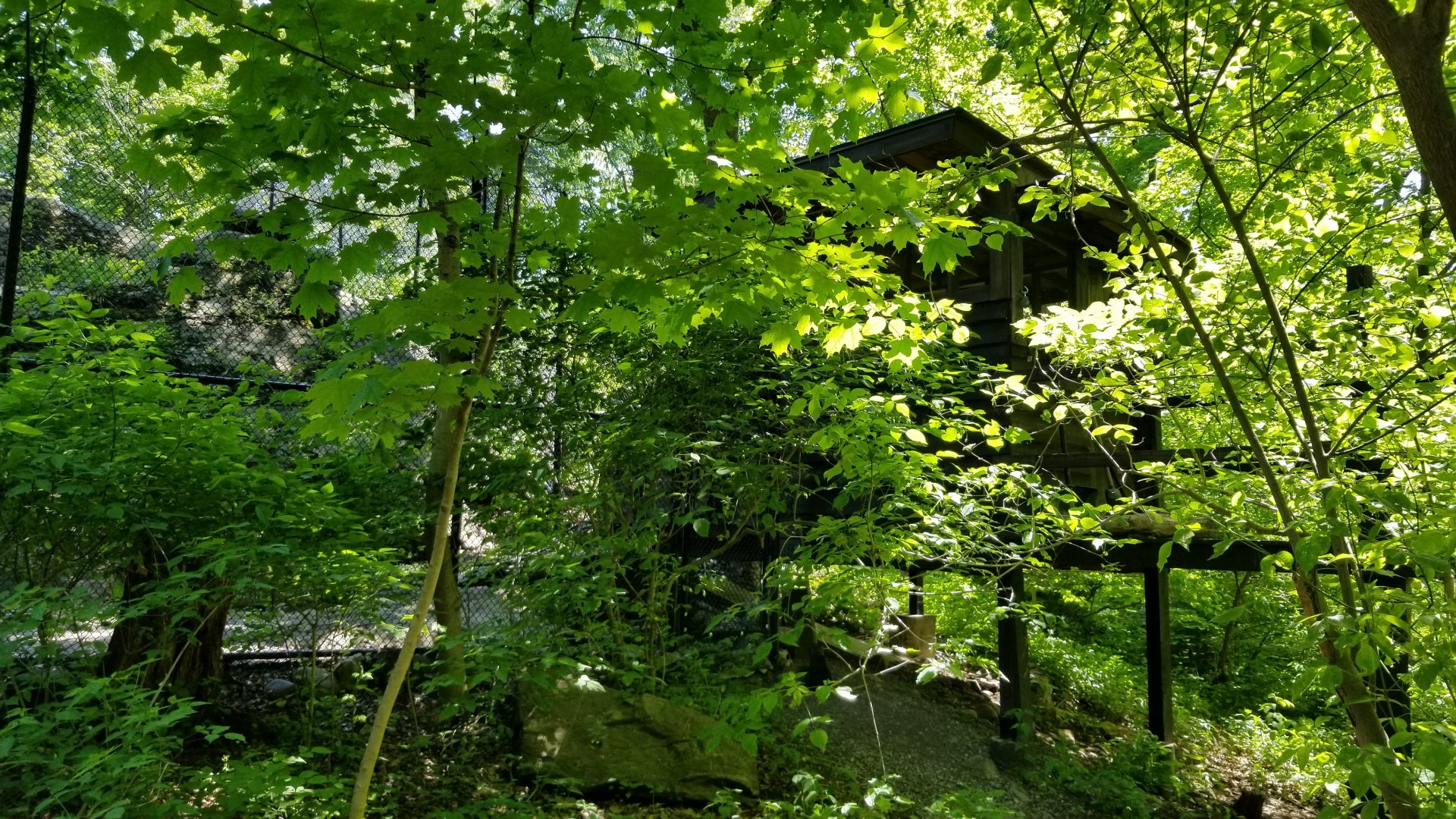 Bear Mountain - Wild turkey house