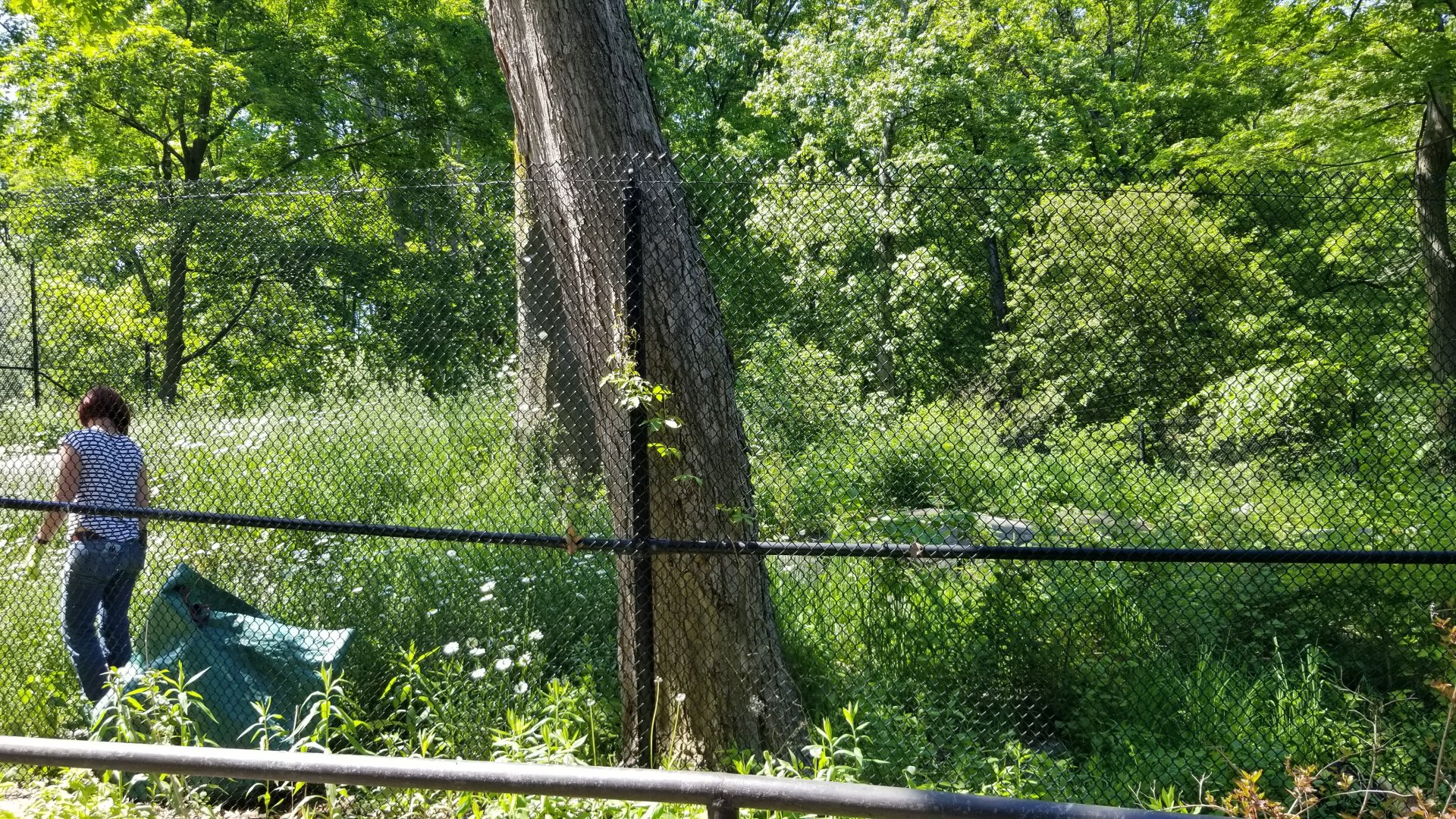 Bear Mountain - Wild turkeys