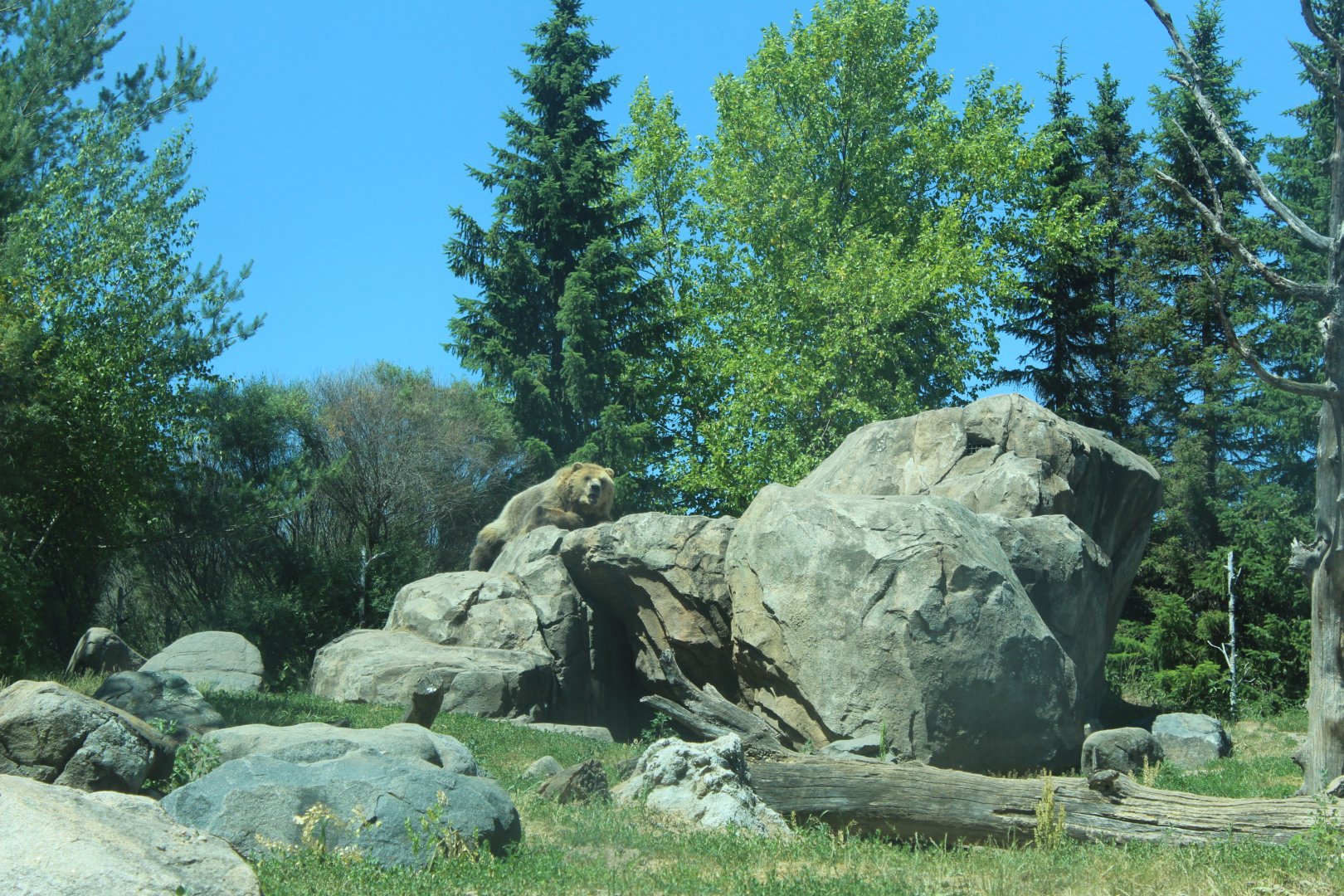 Bear on the Boulder