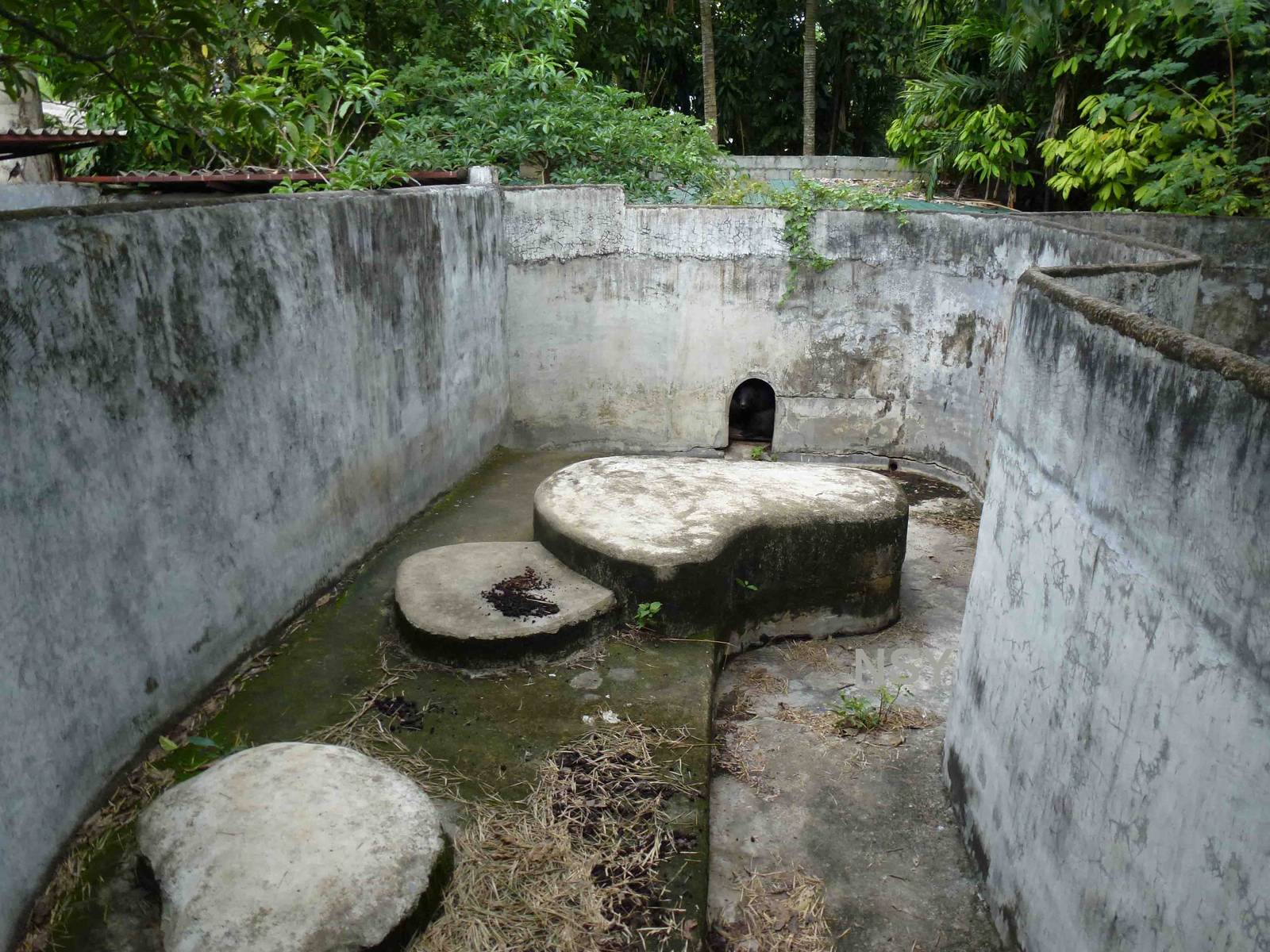 Bear pit, June 2013.