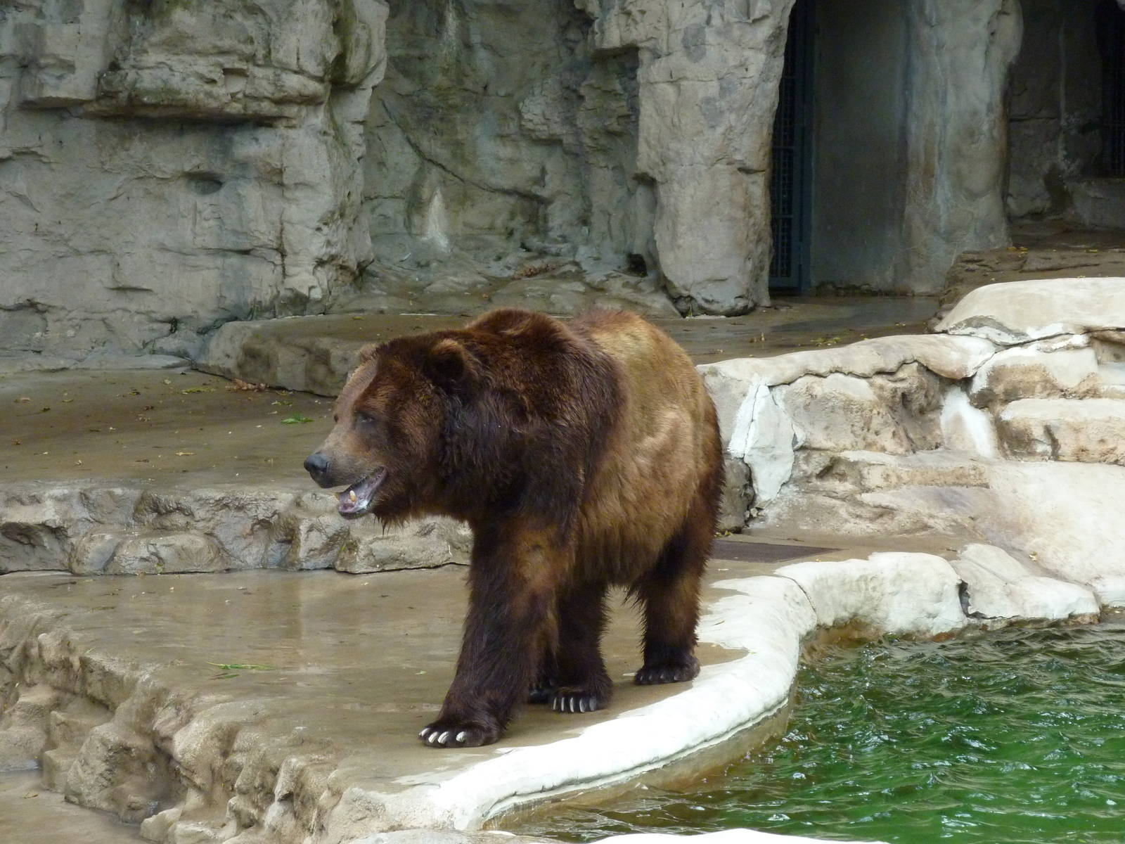 Bear Pits - Built In 1921 - Grizzly Bear